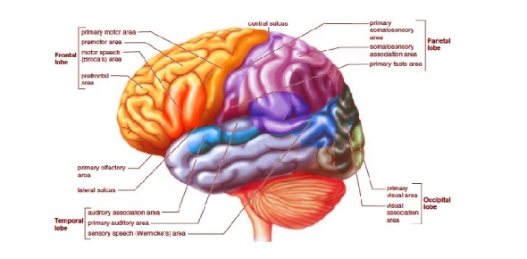 Parts Of The Brain Quiz - ProProfs Quiz